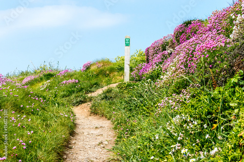 flowers on welsh coastl path