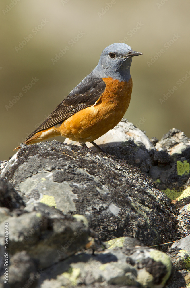 Male of Rufous-tailed rock thrush. Monticola saxatilis Male of Rufous-tailed rock thrush. Monticola saxatilis