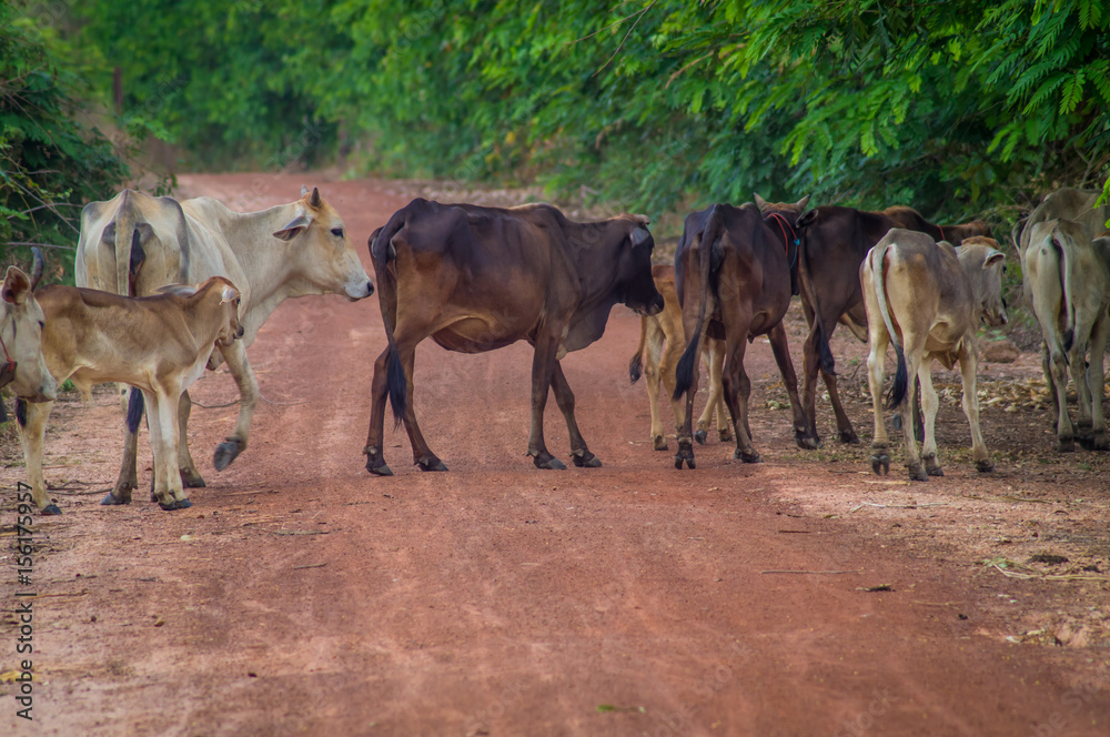 Obraz premium beef, horse, green, mammal, white, view, brown, field, chicken, grass, summer, farm, black, cute, 