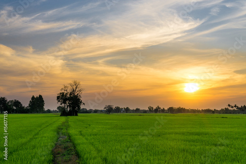 Green rice paddy fields and trees that are growing. and feel the nature and during the evening and use it as a background.