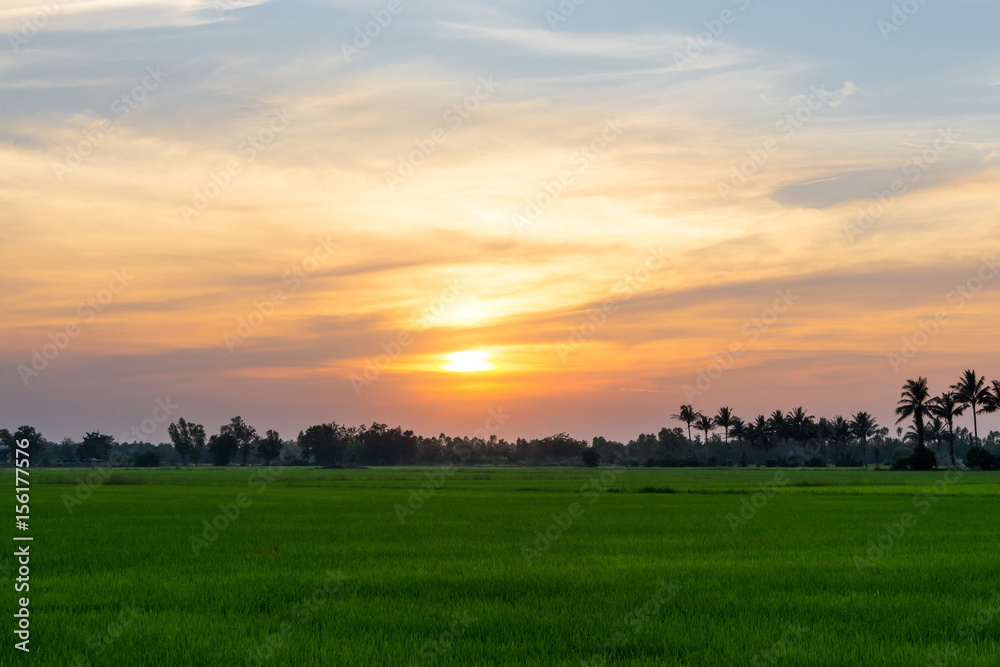 Green rice paddy fields and trees that are growing. and feel the nature and during the evening and use it as a background.