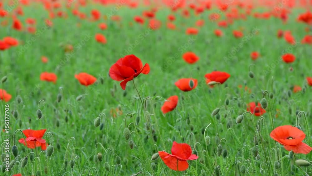 Mohnblumen im Wind Mohnblumen im Wind