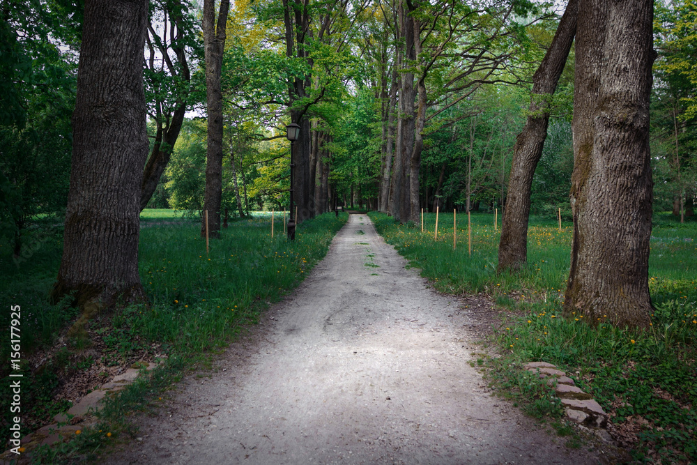 Quiet path in a dark forest in the spring Quiet path in a dark forest in the spring