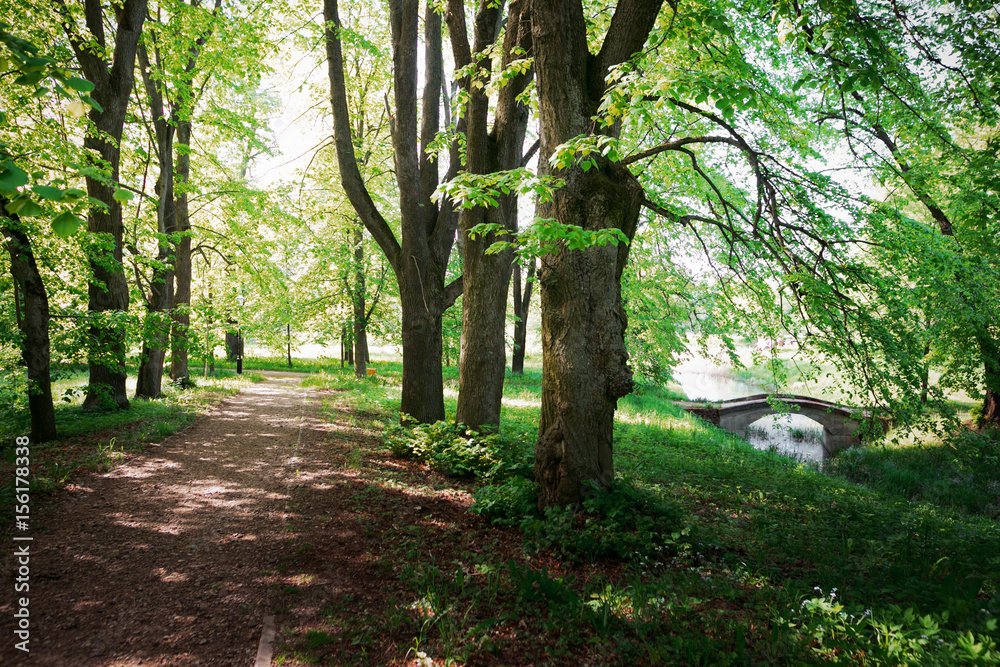 Fototapeta premium Quiet path in a dark forest in the spring