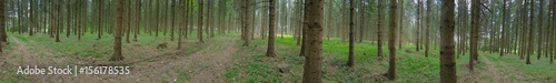 Germany: Panorama Of Pine Forest In Lower Saxony