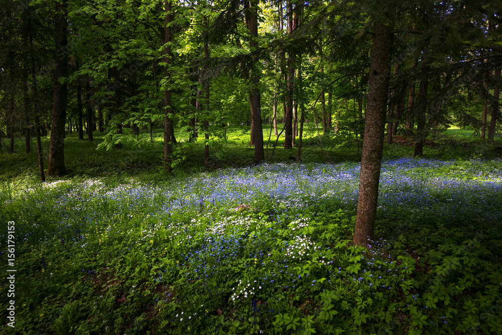 Fototapeta premium A flower clearing in a dark spring forest.