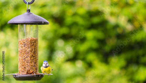 small bluetit sat on feeder facing camera