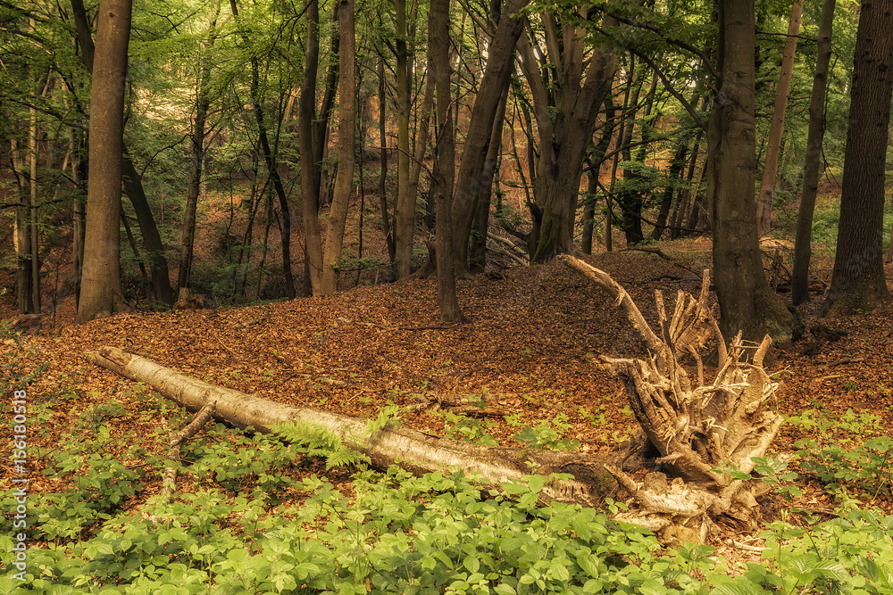 Fallen tree in the old german forest in autumn Fallen tree in the old german forest in autumn