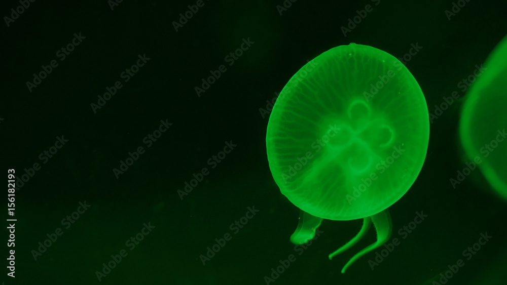 Nightlights glowing beautiful moon jellyfish with green light