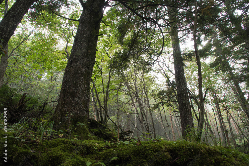 In deep forest, wide angle jukai japan 2