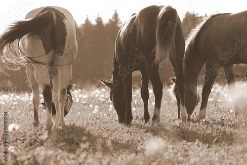 Fototapeta Naklejka Na Ścianę i Meble -  3 starke Jungs, sepia getöntes Bild dreier Pferde beim Grasen auf der Weide in der Abendsonne