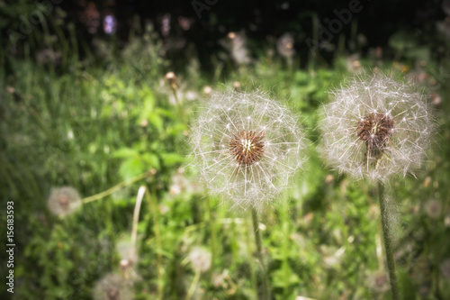 Two white dandelion white among green grass.