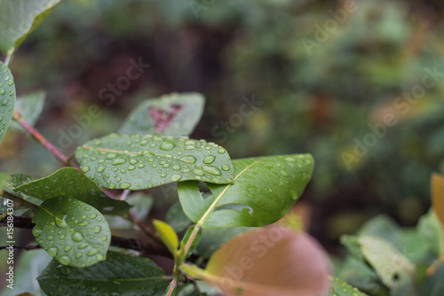 water drops on leaves, natural green background