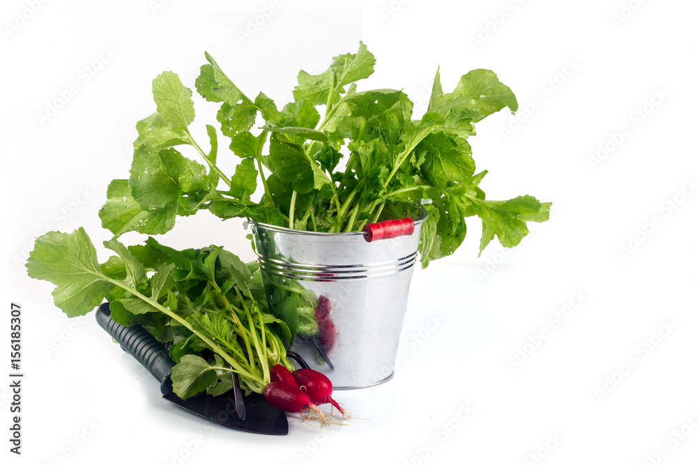 Radishes with leaves in a bucket