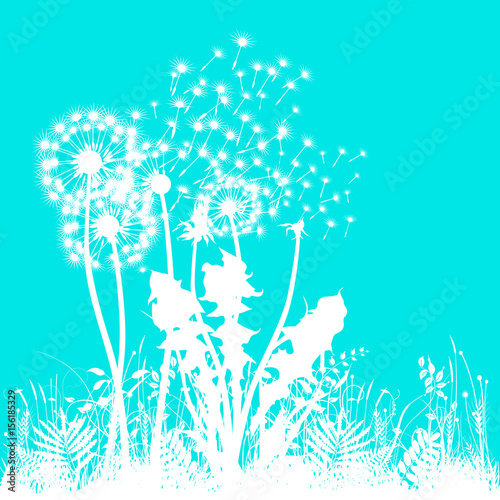 weiße Pusteblumen auf türkis