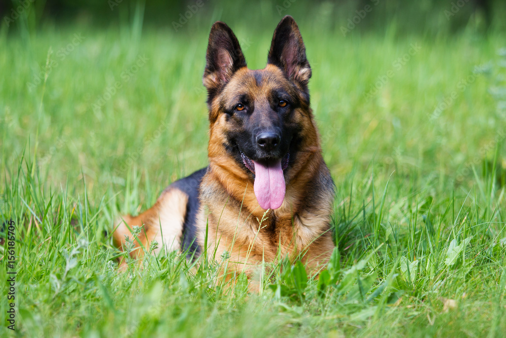 German shepherd dog in the grass German shepherd dog in the grass