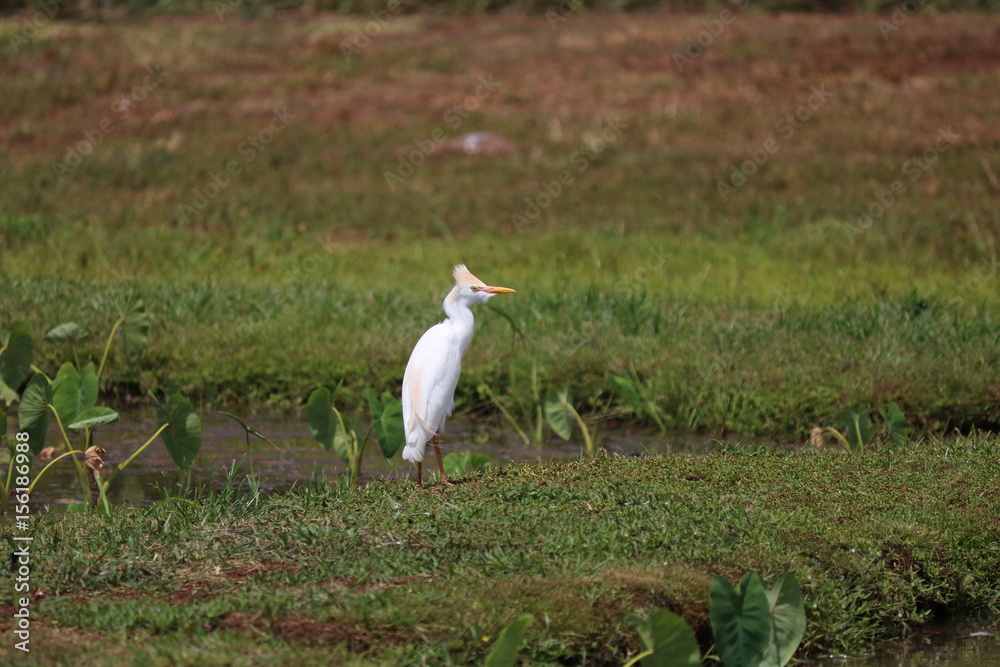 Obraz premium A cattle egret bird standing in a marsh