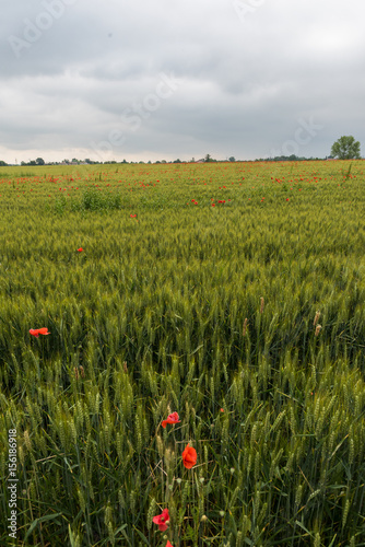 Campo di grano e papaveri