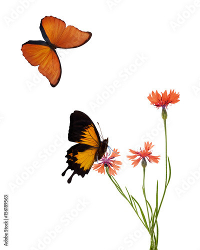 orange chicory flowers flowers and two butterflies © Alexander Potapov