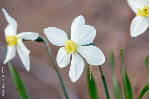 Fototapeta Naklejka Na Ścianę i Meble -  A few daffodils blooming in spring garden