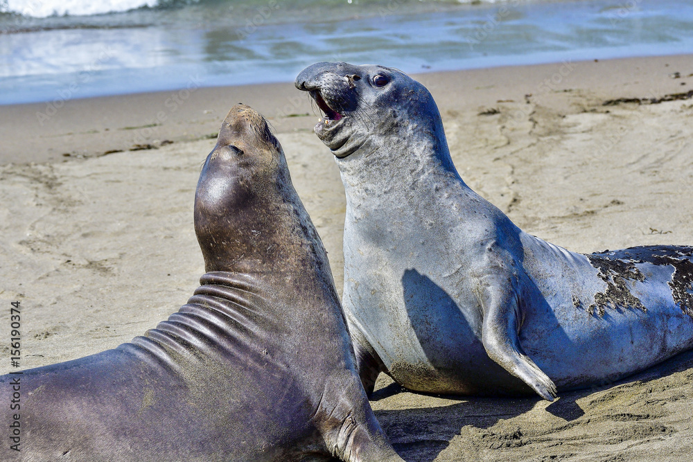 Fototapeta premium Northern Elephant Seal