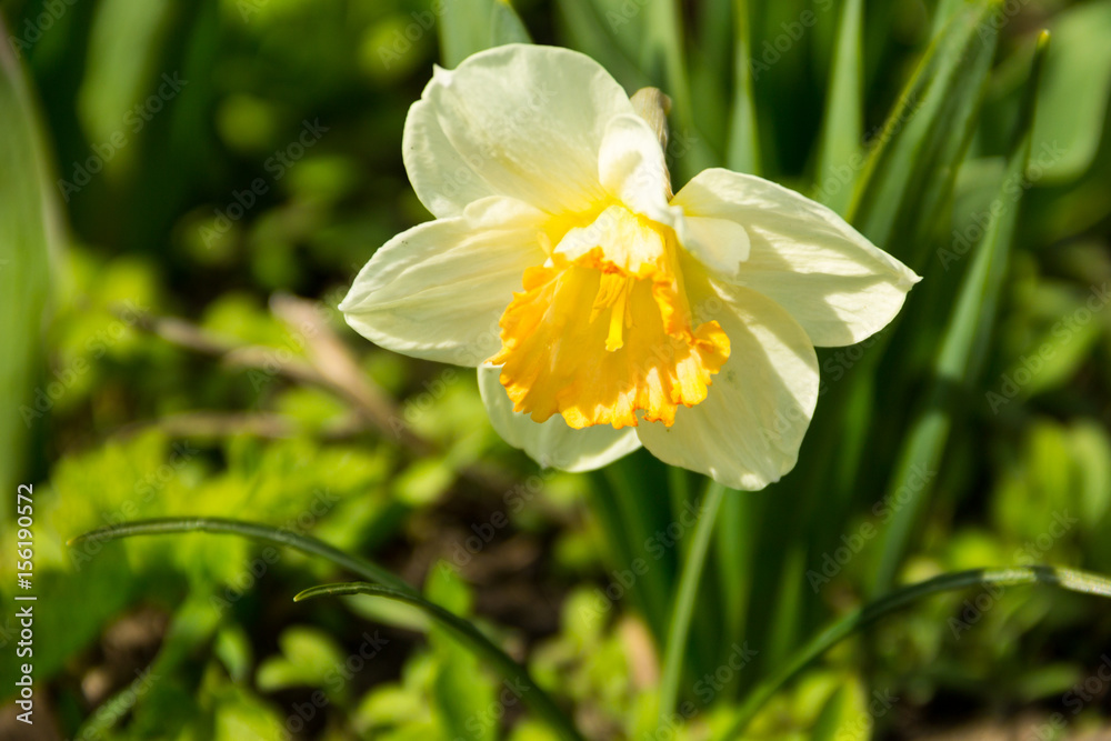 Fototapeta premium Beautiful narcissus on flowerbed in garden