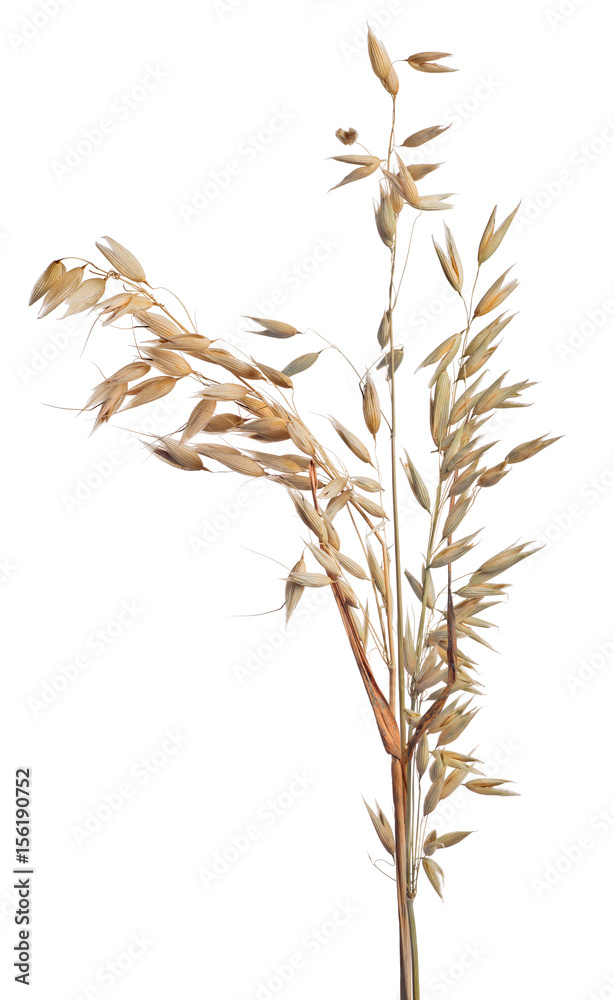 isolated on white group of ripe dry oat isolated on white group of ripe dry oat