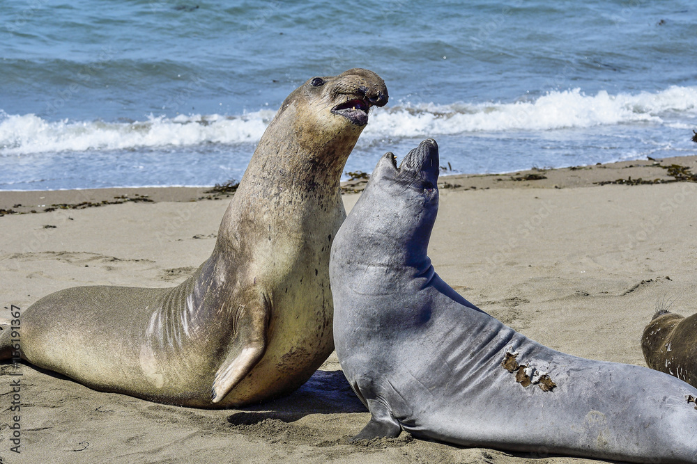 Fototapeta premium Northern Elephant Seal