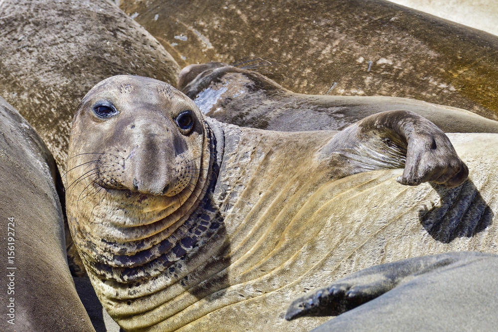 Fototapeta premium Northern Elephant Seal