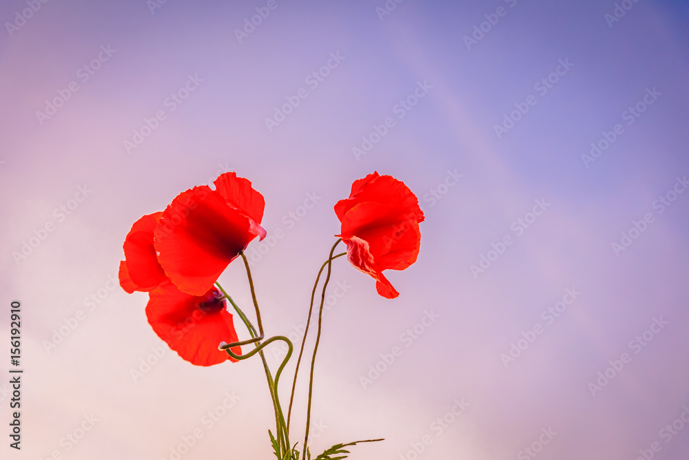 Obraz premium Czerwone maki z niebem