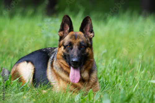 German shepherd dog in the grass