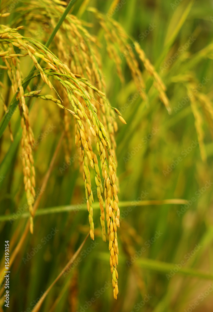 rice field rice field