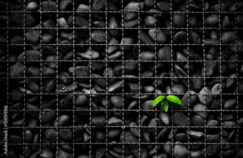 Small plant survives in a urban environment