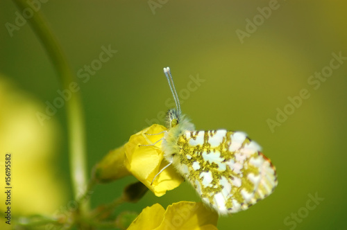 Piccola farfalla su un fiore giallo photo