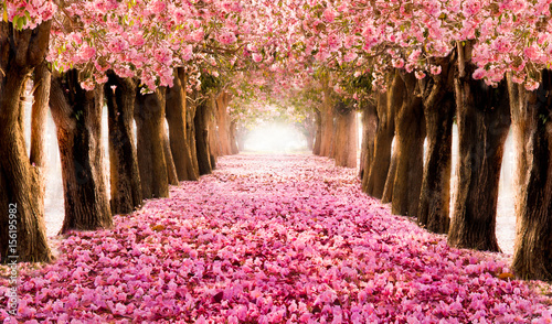 Spada płatek nad romantycznym tunelem różowi kwiatów drzewa / Romantyczny okwitnięcia drzewo nad natury tłem w wiosna sezonie, kwiatu tle /