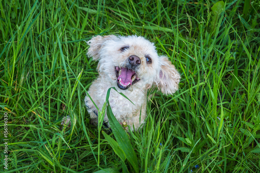 Fototapeta premium Pudel im Gras