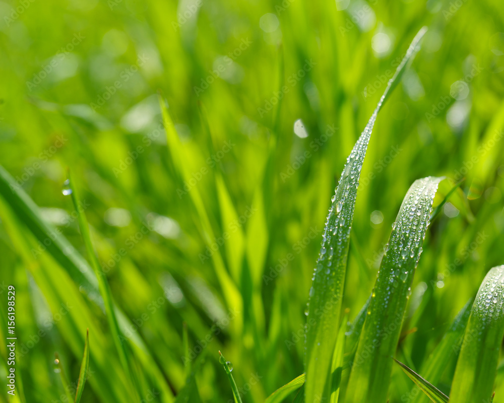 Close up of field grass with dewdrops.