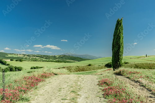 Green hills of tuscany in valley of siena siena photo