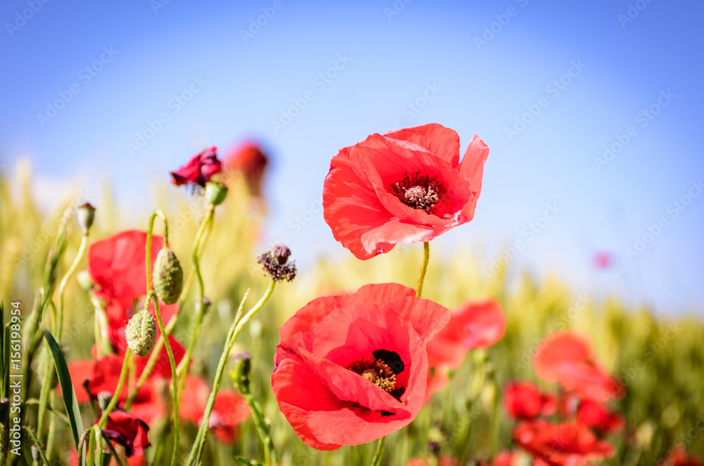 Red poppies