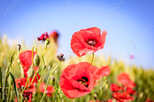 Red poppies