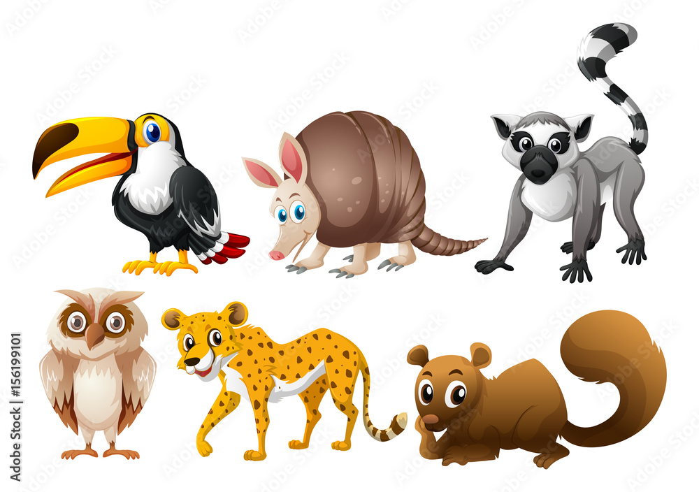 Different types of wild animals Stock Vector | Adobe Stock