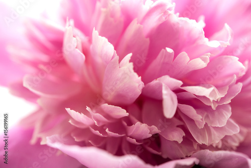 pink peony flower petals macro shot  elegant natural floral wedd