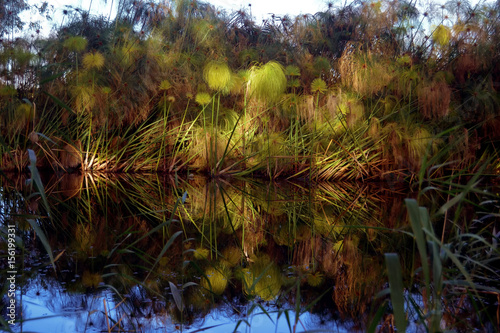 Papiro Egiziano lungo il fiume Ciane