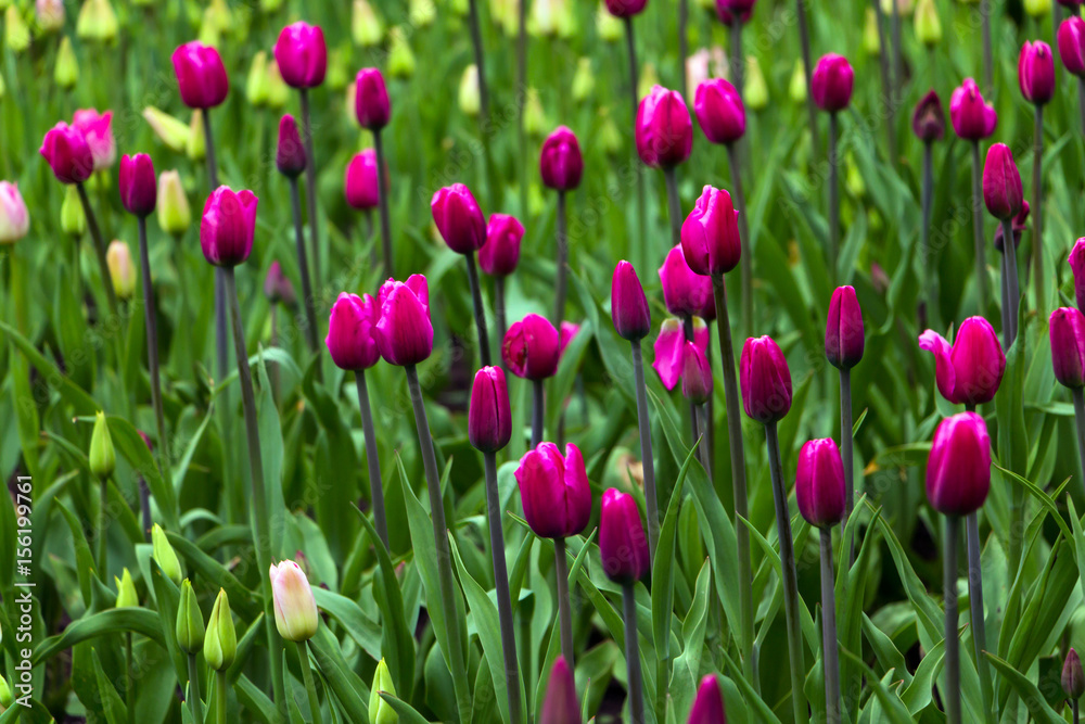 Field of purple tulips. Selective focus.