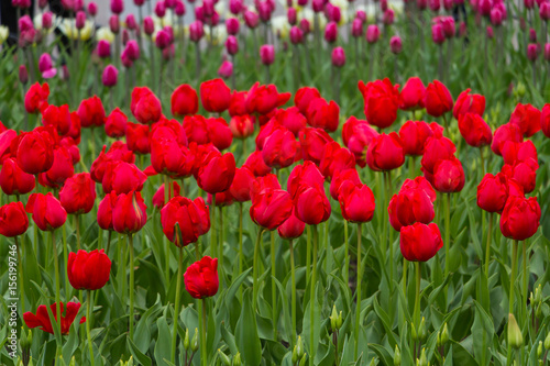 Field of red tulips. Selective focus.