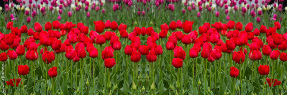 Field of red tulips. Selective focus. Wide panoramic image. Field of red tulips. Selective focus. Wide panoramic image.