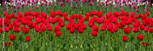 Field of red tulips. Selective focus. Wide panoramic image.