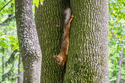 Photography Red squirrel eating nut on tree in the park