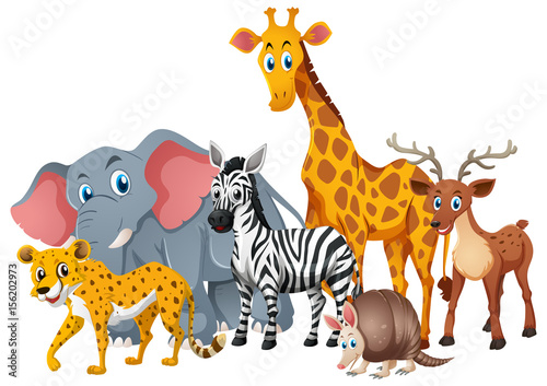 Wild animals together in group