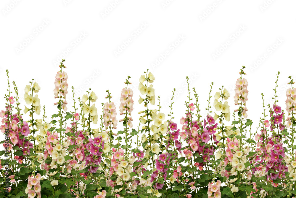 Obraz premium Fresh pink and white mallow flowers border